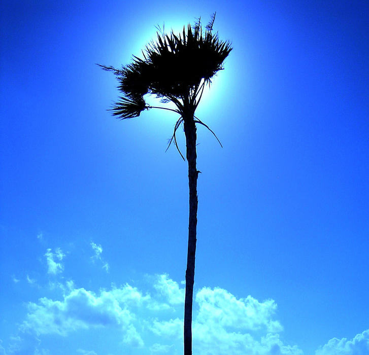 a halo of sun around a tropical plam tree